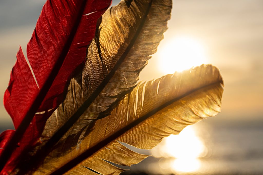 three feathers pictured at sunset