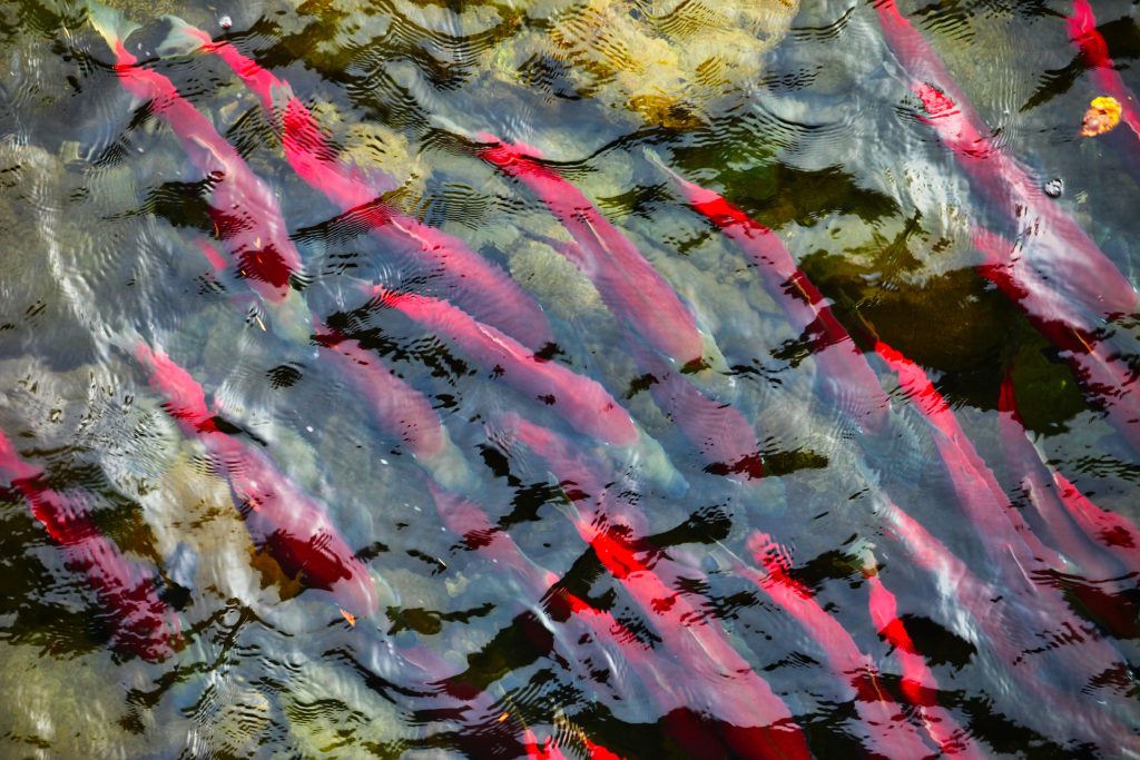 salmon run british columbia adams river