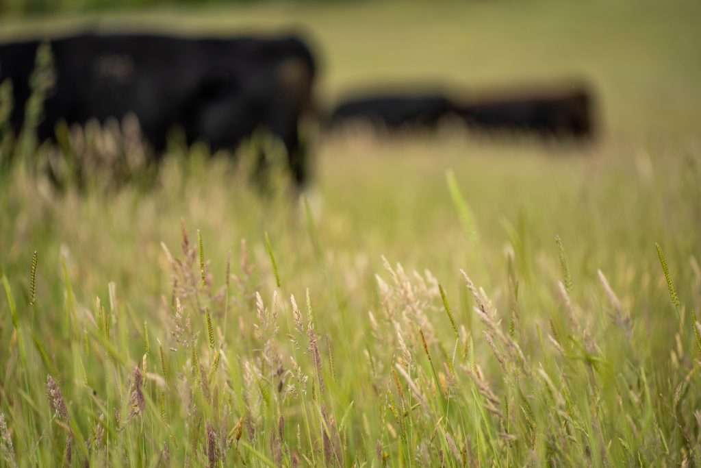 prairie grass land stewardship bison cattle