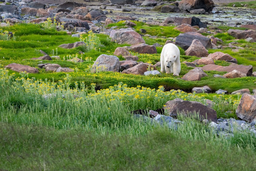 polar bear summer climate change hudson bay