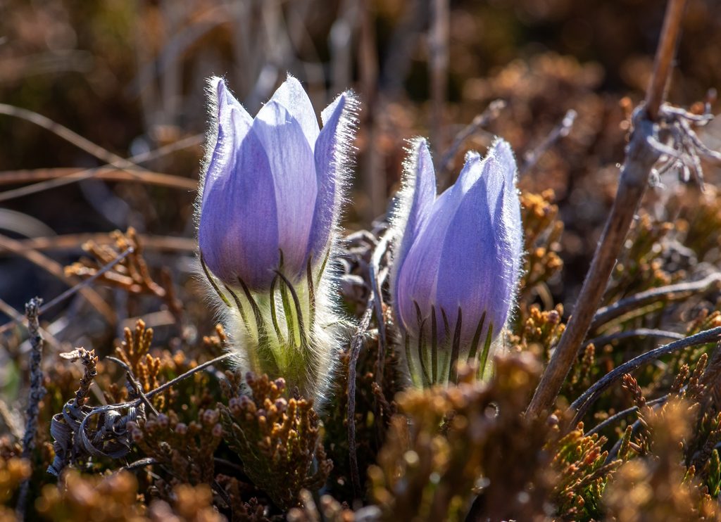 prairie crocus growing in spring