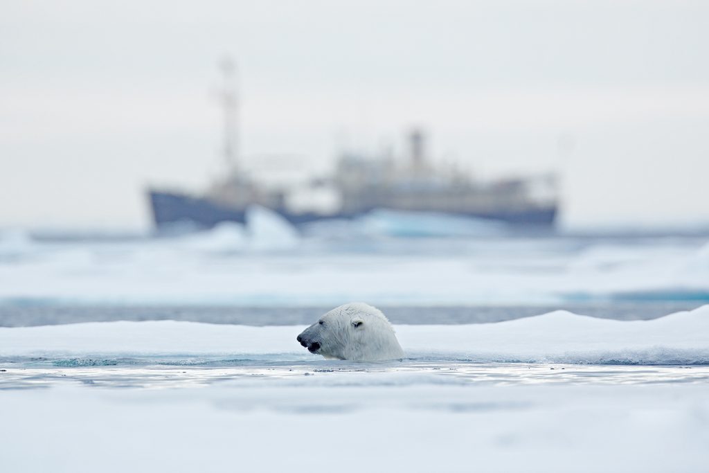 polar bear sea ice shipping arctic canada